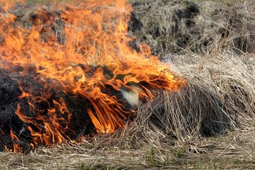 Burning field with old dry grass on fire at spring time in Latvia 
