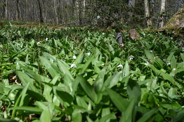 Fototapeta premium Bärlauch, Feld, Wald, Bärlauchwiese, Wald, Forest, Frühling, März, April