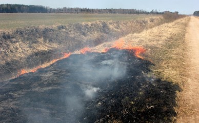 Burning field with old dry grass on fire at spring time in Latvia 