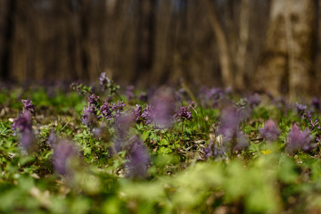 first spring flowers in the forest