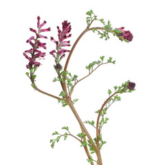 Fresh purple field flowers in spring isolated on white background, clipping path