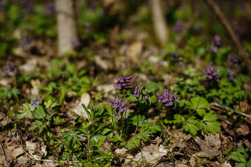 first spring flowers in the forest