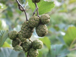 a bunch of unripe berries