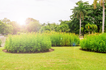 The morning sun in the parks of Bangkok, Thailand, View of a flower garden with green trees as the backdrop in the morning., Garden flowers with green trees.
