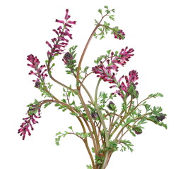 Fresh purple field flowers in spring isolated on white background, clipping path