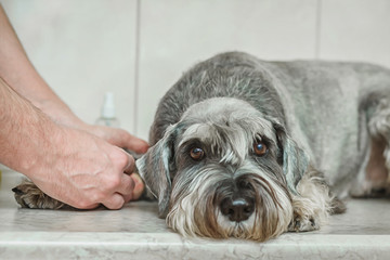 Close up veterinarian takes blood from a dog's paw with a syringe for analysis. Veterinary concept....