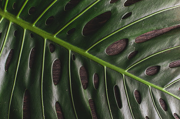 monstera leaves decorating for composition design.Tropical,botanical nature concepts ideas. over wooden table