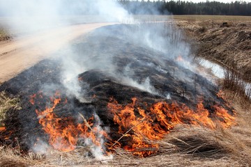 Burning field with old dry grass on fire at spring time in Latvia 