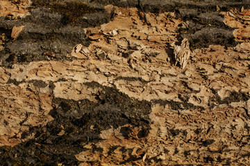 structure of tree, bark in forest