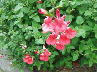 サルビア・ミクロフィラ