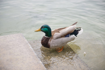 duck on the water