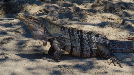 Big Iguana Close up 
