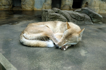 真夏の日本の動物園で夏バテ気味なチュウゴクオオカミがお昼寝をする姿