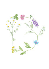 Watercolor hand drawn wild meadow flower alphabet collection. Letter D (chamomile, cow vetch, clover, cornflower, tansy)  isolated on white background. Monogram element for summer design.
