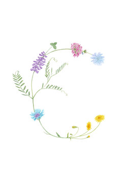 Watercolor hand drawn wild meadow flower alphabet collection. Letter C (chicory, cow vetch, dandelion, clover, cornflower)  isolated on white background. Monogram element for summe