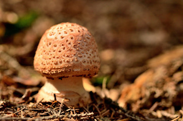 Baby Amanita rubescens mushroom in needles in forest