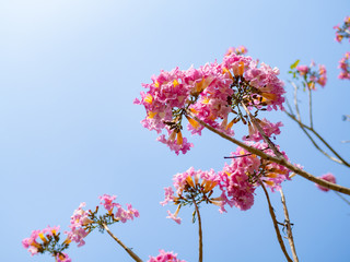 pink cherry blossom and blue sky in day
