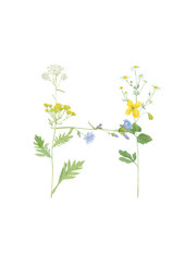 Watercolor hand drawn wild meadow flower alphabet collection. Letter H (chicory, celandine, chamomile, tansy, yarrow)  isolated on white background. Monogram element for summer design.