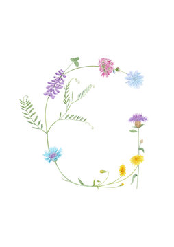 Watercolor hand drawn wild meadow flower alphabet collection. Letter G (chicory, cow vetch, dandelion, clover, knapweed)  isolated on white background. Monogram element for summer design.