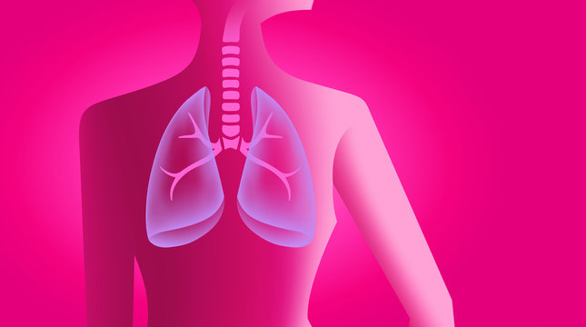 Human Lungs &ndash; female torso with respiratory organ