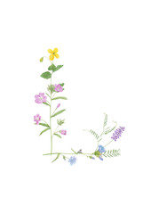 Obraz na płótnie Canvas Watercolor hand drawn wild meadow flower alphabet collection. Letter L (cow vetch, chicory, celandine, fireweed) isolated on white background. Monogram element for summer design.