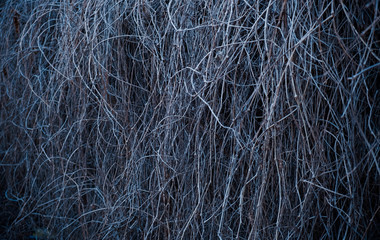 Background of dry branches of grapes.