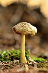 Psilocybe semilanceata known as liberty cap mushroom.