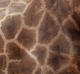 A giraffe animal print seamless pattern tile background © frecca