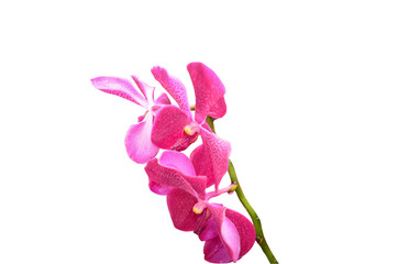 Beautiful pink orchid isolated on the white background
