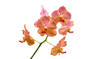 Beautiful pink orchid flower close-up isolated on the white background