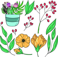 Color vector illustration with flowers, berries, flowers in pot and leaves on white background. Isolated floral set. Good for printing. Spring bouquet illustration.