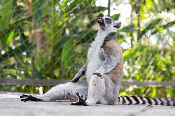 Lemur in Vinpearl Safari park. 