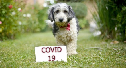 Fototapeta premium The cute black and white adopted stray dog on a green grass