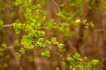green leaves in the forest