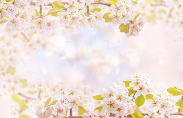 Obraz na płótnie Canvas Branches of blossoming cherry against background. Concept Spring banner for products display or advertising. Copy space