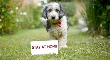 Fototapeta premium The cute black and white adopted stray dog on a green grass.