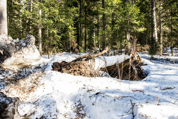 Snowy forest in spring, lit by the bright sun under a blue sky in spring. Landscape of spruce, fir, birch. Suitable for printing on banners, envelopes, postcards, mugs, magazines