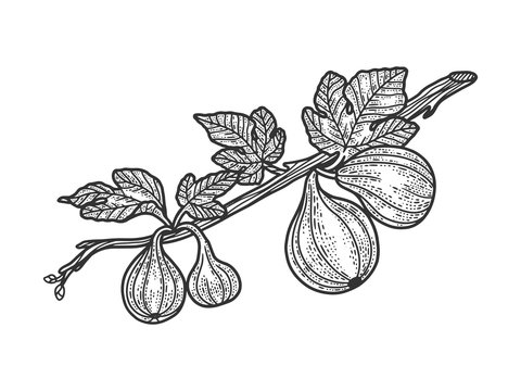 Fig Sketch Tree Stock Illustrations  500 Fig Sketch Tree Stock  Illustrations Vectors  Clipart  Dreamstime