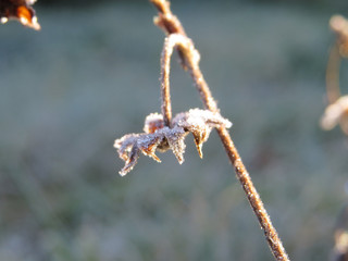 Frost on a flower
