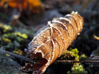 Frost covers a fallen leaf
