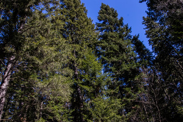 Snowy forest in spring, lit by the bright sun under a blue sky in spring. Landscape of spruce, fir, birch. Suitable for printing on banners, envelopes, postcards, mugs, magazines