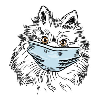 ector image of a pomeranian dog Dog in a medical mask.