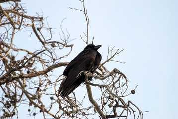 Black Crow looking towards the sky while perched on a tangled mess of branches