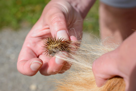 Klette wird aus Hundefell entfernt, Filzklette Arctium tomentosum hat sich in Hundefell verfangen, l&auml;stige Klette wird aus Haaren entfernt, Klette der gro&szlig;en Filzklette in Hundefell