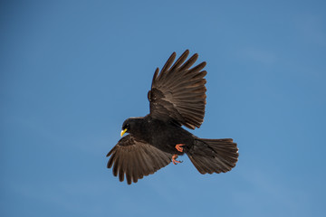 Black kite in flight