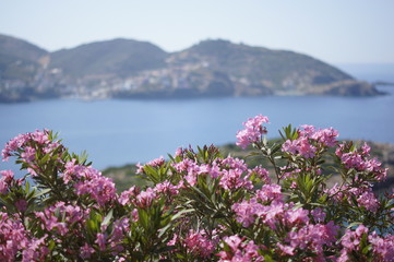 Pink flower Bush on the background of mountainous terrain and the sea