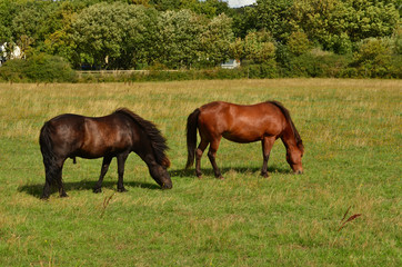 Naklejka na ściany i meble The pair of beautiful horses are feeding on the grassy