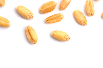 Obraz premium Seed of Wheat grain on white