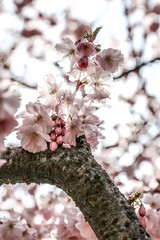 Hanami, rosa Kirschblüten vor blauem Himmel