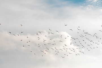 flock of birds flying in the skies of the Algarve